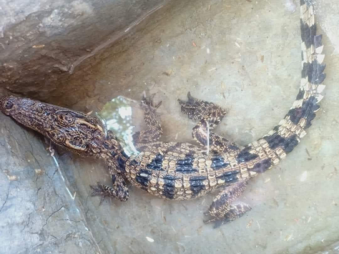 Người dân tại xã Triệu Sơn phát hiện một con cá sấu tại mương nước. Ảnh: MXH.