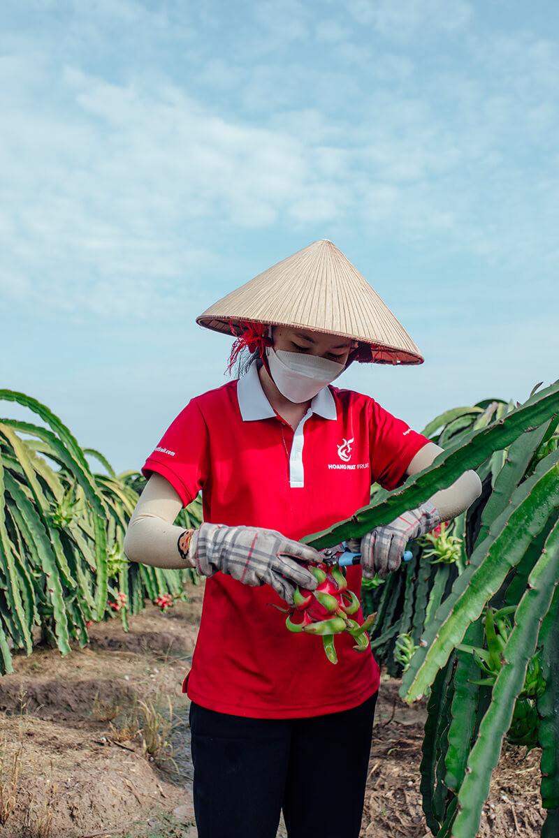Thanh long Việt được thị trường thế giới lựa chọn và tin dùng.