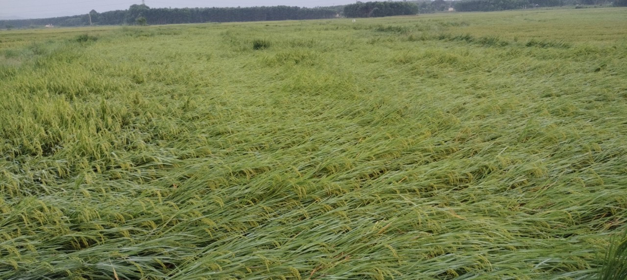 Hơn 1.100ha lúa tại tỉnh Quảng Trị bị đổ ngã.