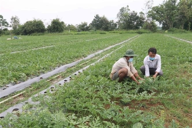 Nông dân Trà Vinh chăm sóc ruộng dưa sắp thu hoạch.