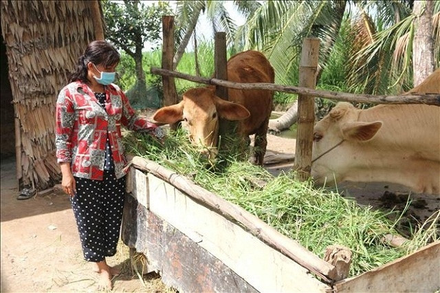 Mô hình chăn nuôi bò đã giúp đời sống nhiều hộ dân, nhất là các hộ nghèo, đồng bào dân tộc Khmer nâng cao thu nhập.