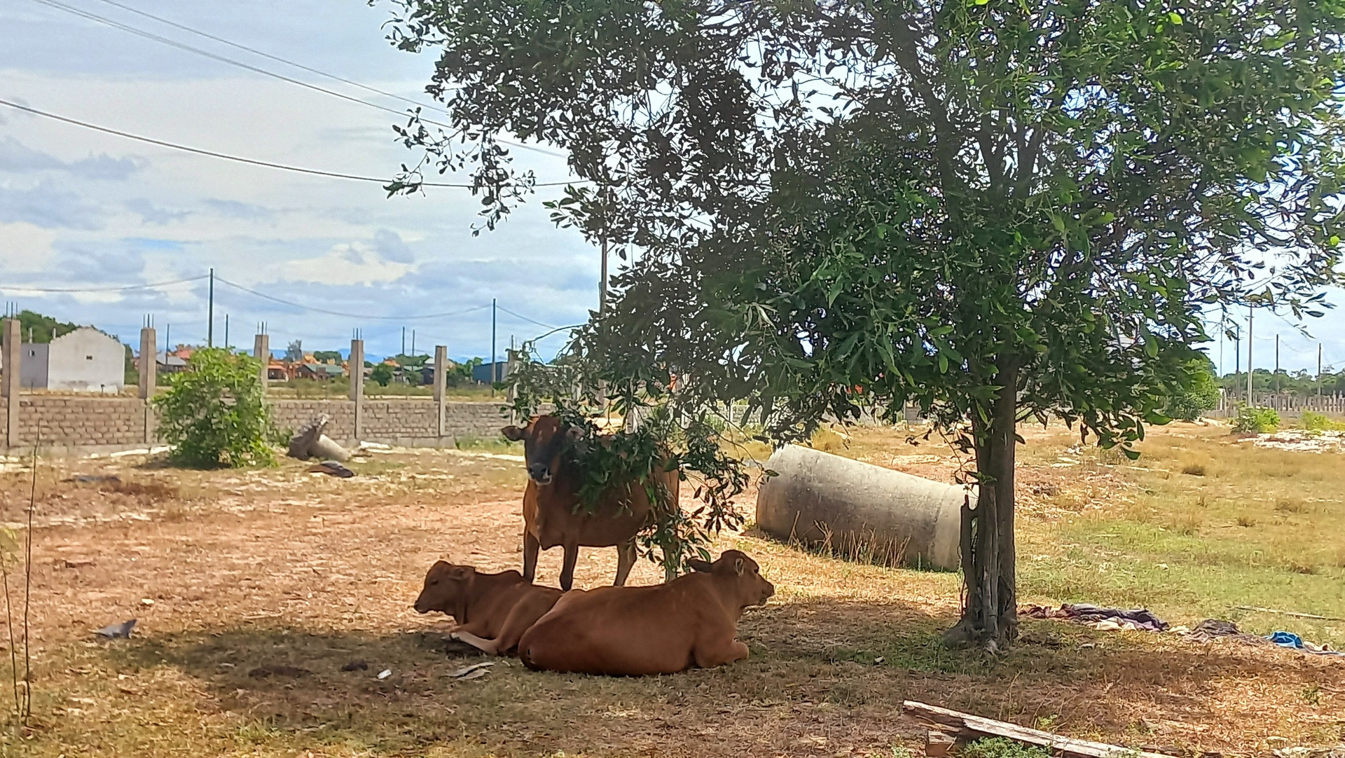 Những con bò cũng tận dụng bóng mát của cây trong khuôn viên này để làm chỗ tránh nắng.