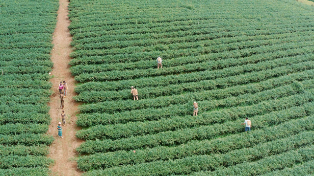 Huyện Bảo Lâm là vùng trồng trà lớn trên địa bàn tỉnh Lâm Đồng.