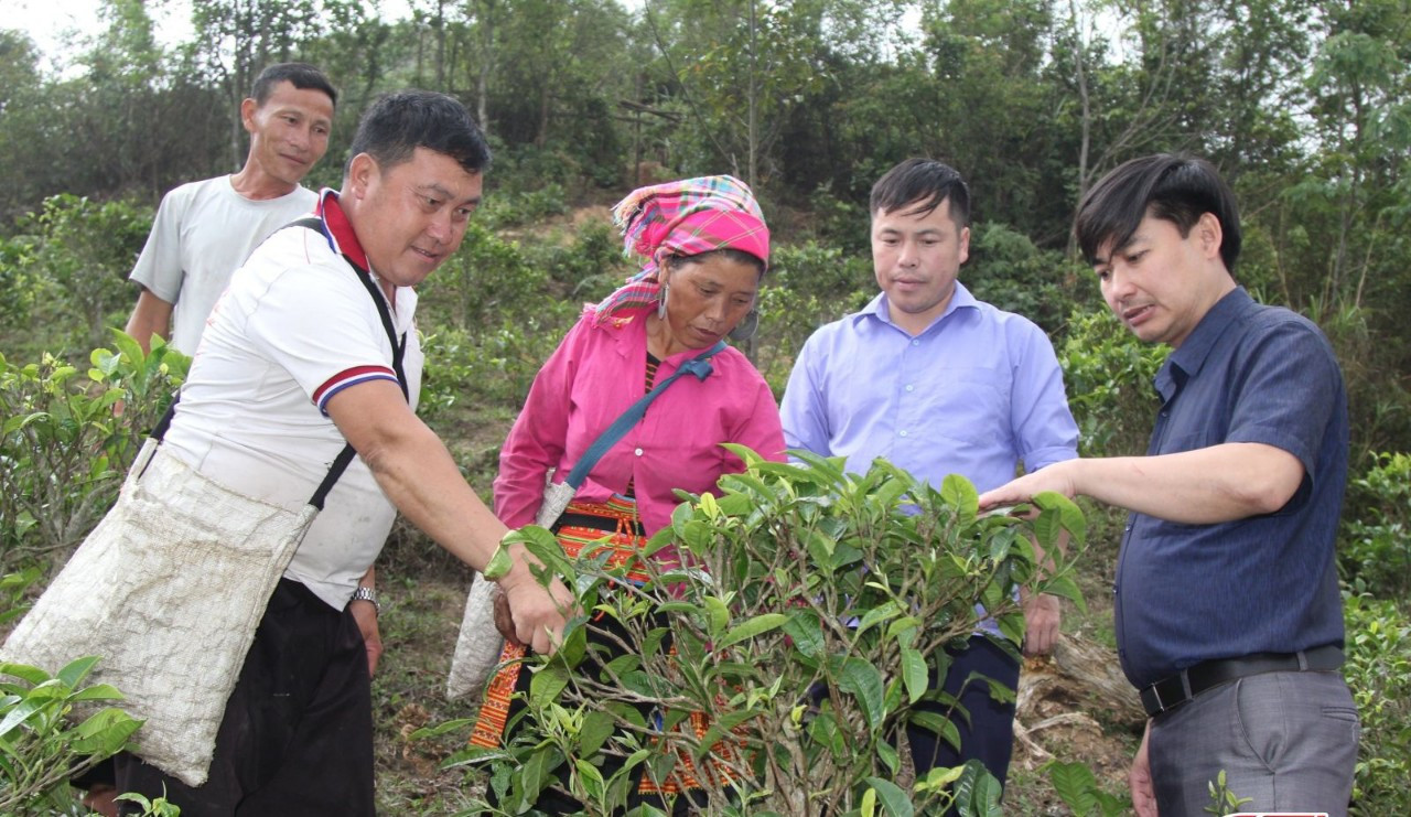 Hướng dẫn nhân dân xã Háng Đồng trồng, chăm sóc chè.