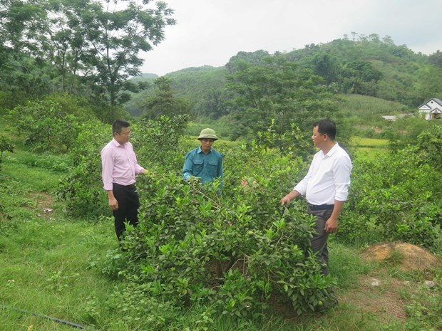 Cây chanh tứ mùa đang là cây trồng cho thu nhập chính bà con xã Minh Khương, huyện Hàm Yên.