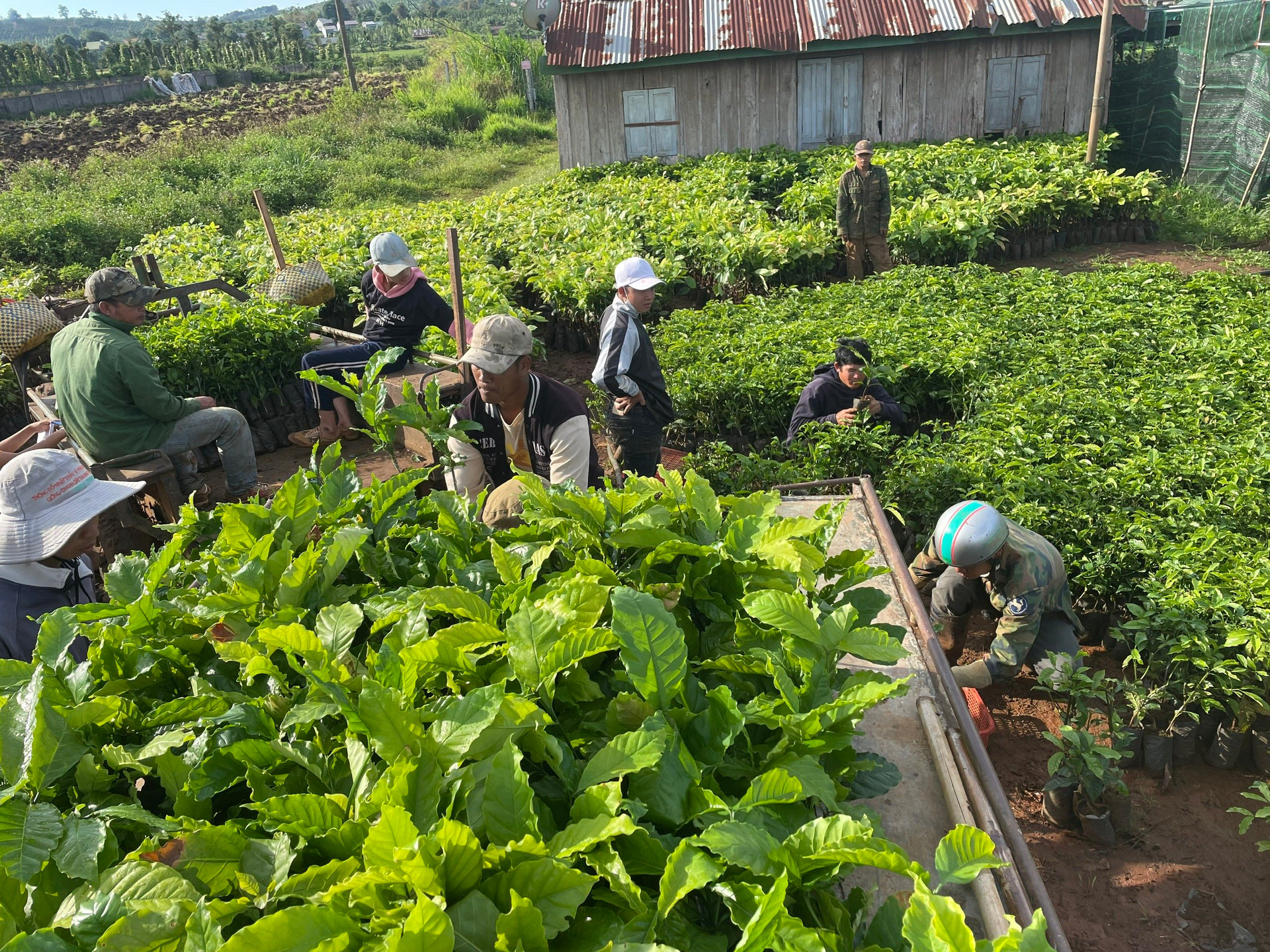 Công ty Cà phê Thuận An đã tạo công ăn việc làm ổn định cho nhiều lao động tại địa phương, đặc biệt là đồng bào các dân tộc thiểu số.