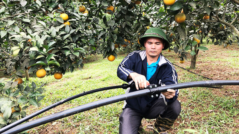 Với sự hỗ trợ của UBND huyện Võ Nhai, anh Vũ Văn Dương, ở xóm Lam Sơn, xã Cúc Đường, đầu tư hệ thống tưới nhỏ giọt cho cây cam, quýt.