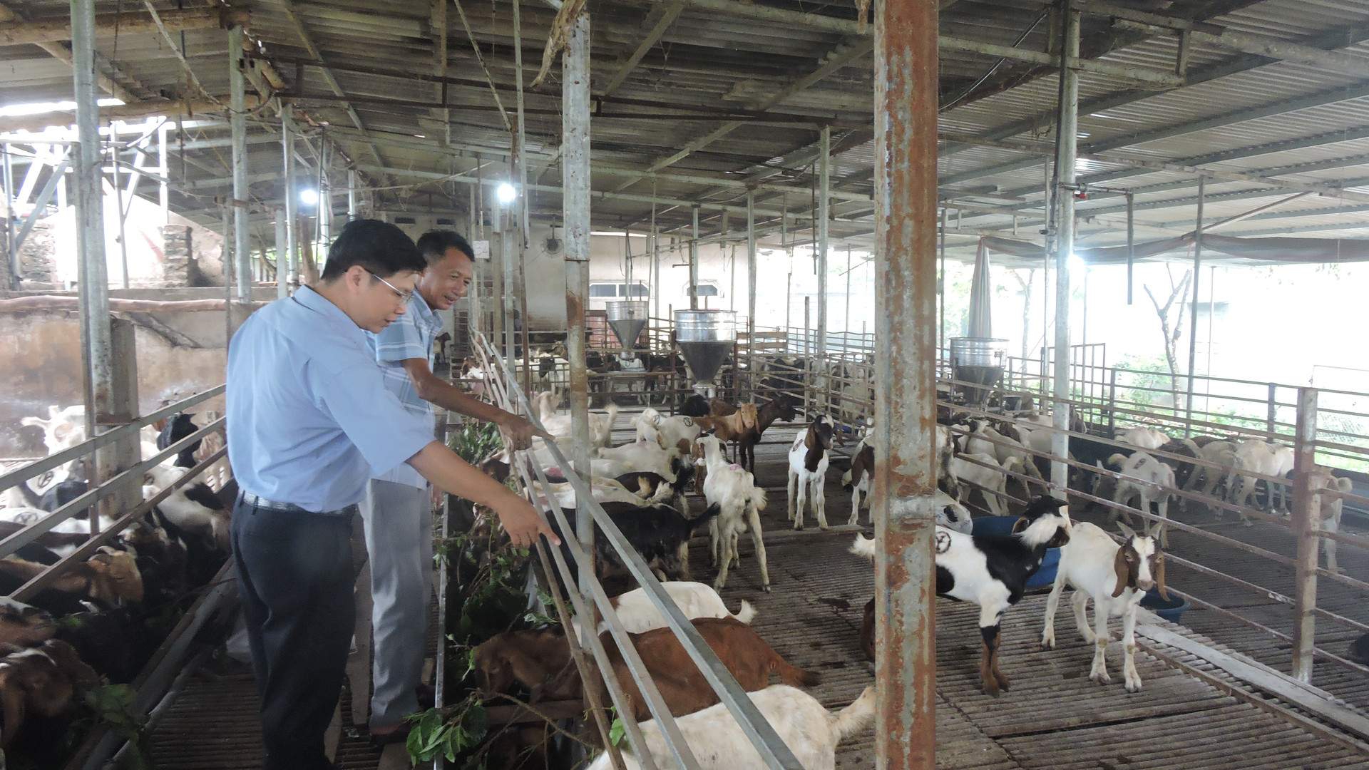 Anh Biên là người chăn nuôi dê nhiều nhất ở tỉnh Bắc Giang