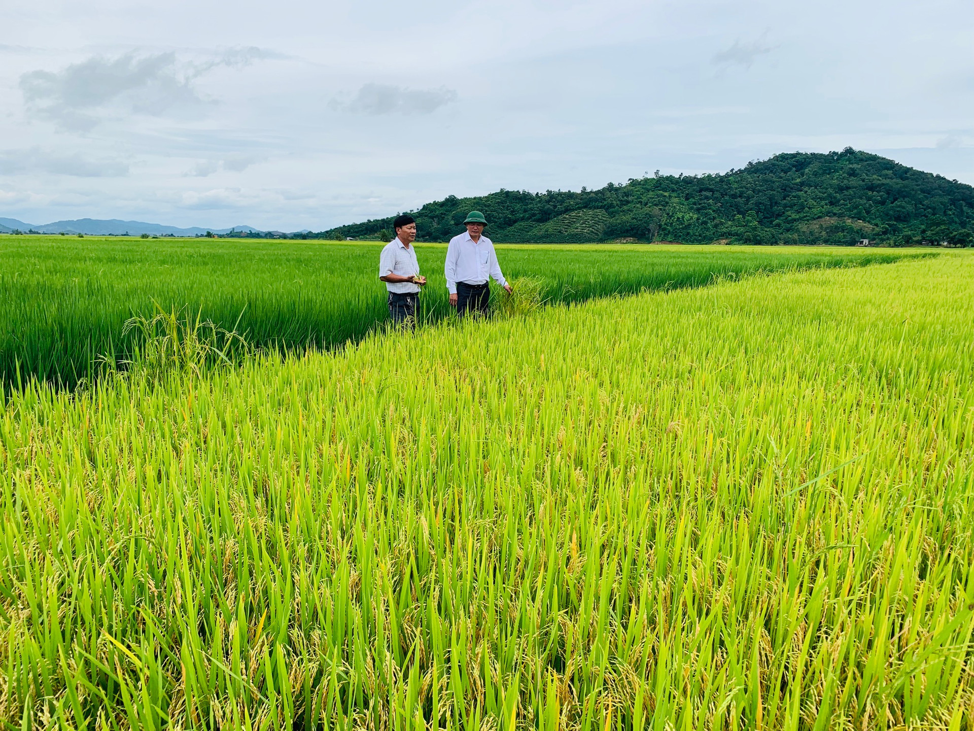 Lãnh đạo huyện huyện Krông Ana thăm cánh đồng lúa ở Buôn Triết, xã Dur Kmăl.