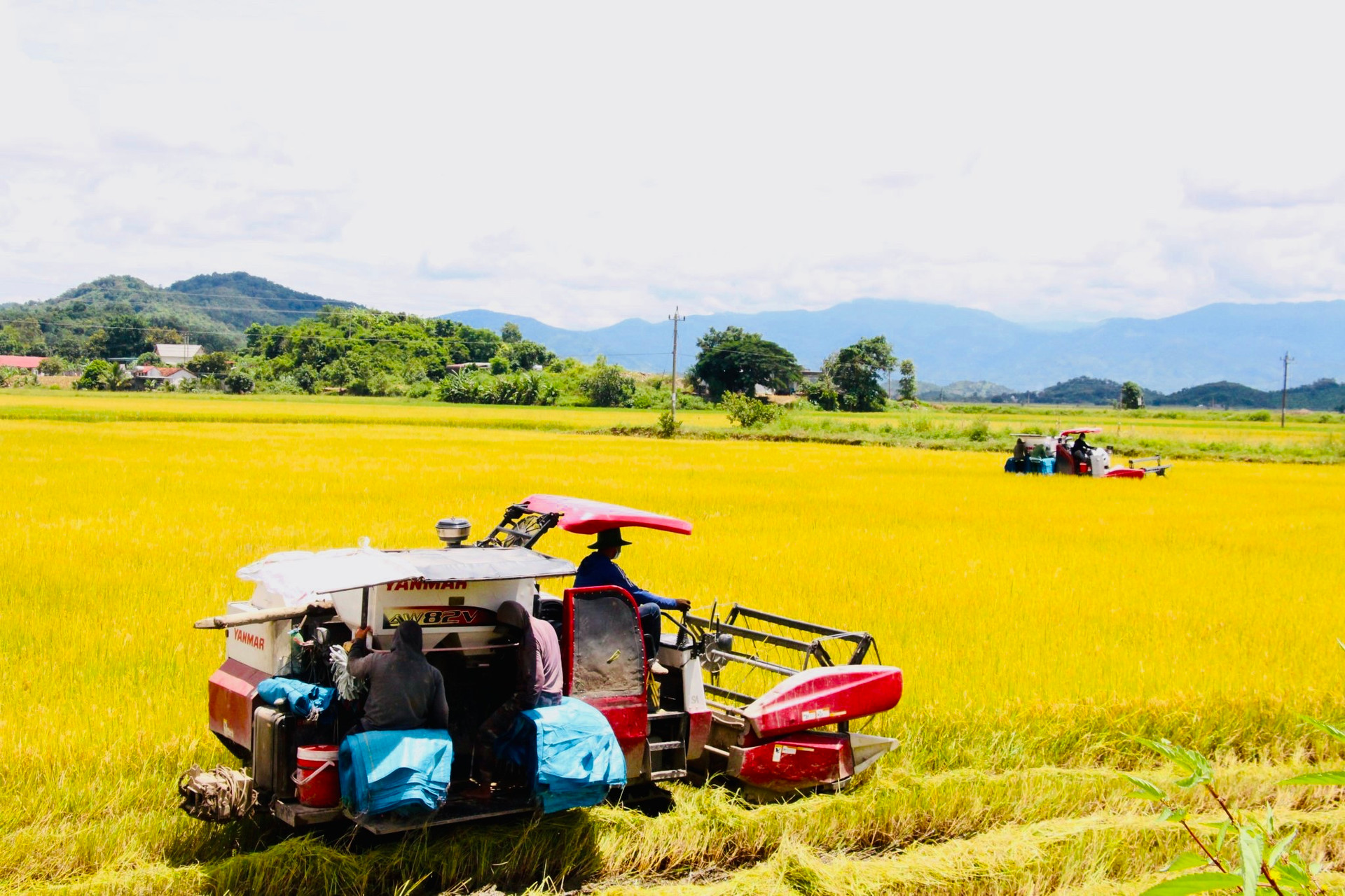 Nông dân xã Dur Kmăl bước vào mùa thu hoạch.