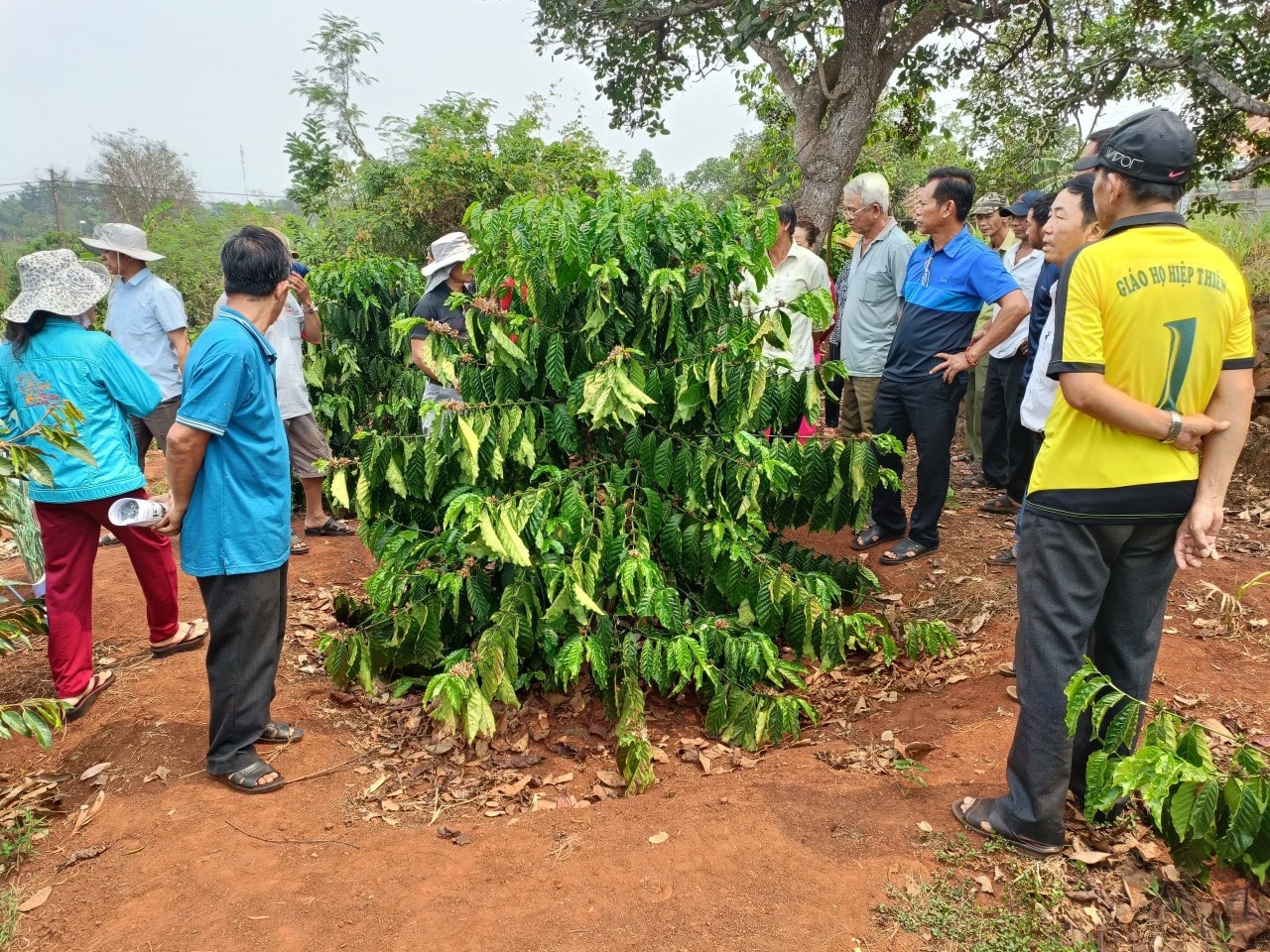 Cán bộ Trạm khuyến nông huyện Cư Mgar đang tập huấn kỹ thuật phát triển cà phê bền vững cho các hộ nông dân.