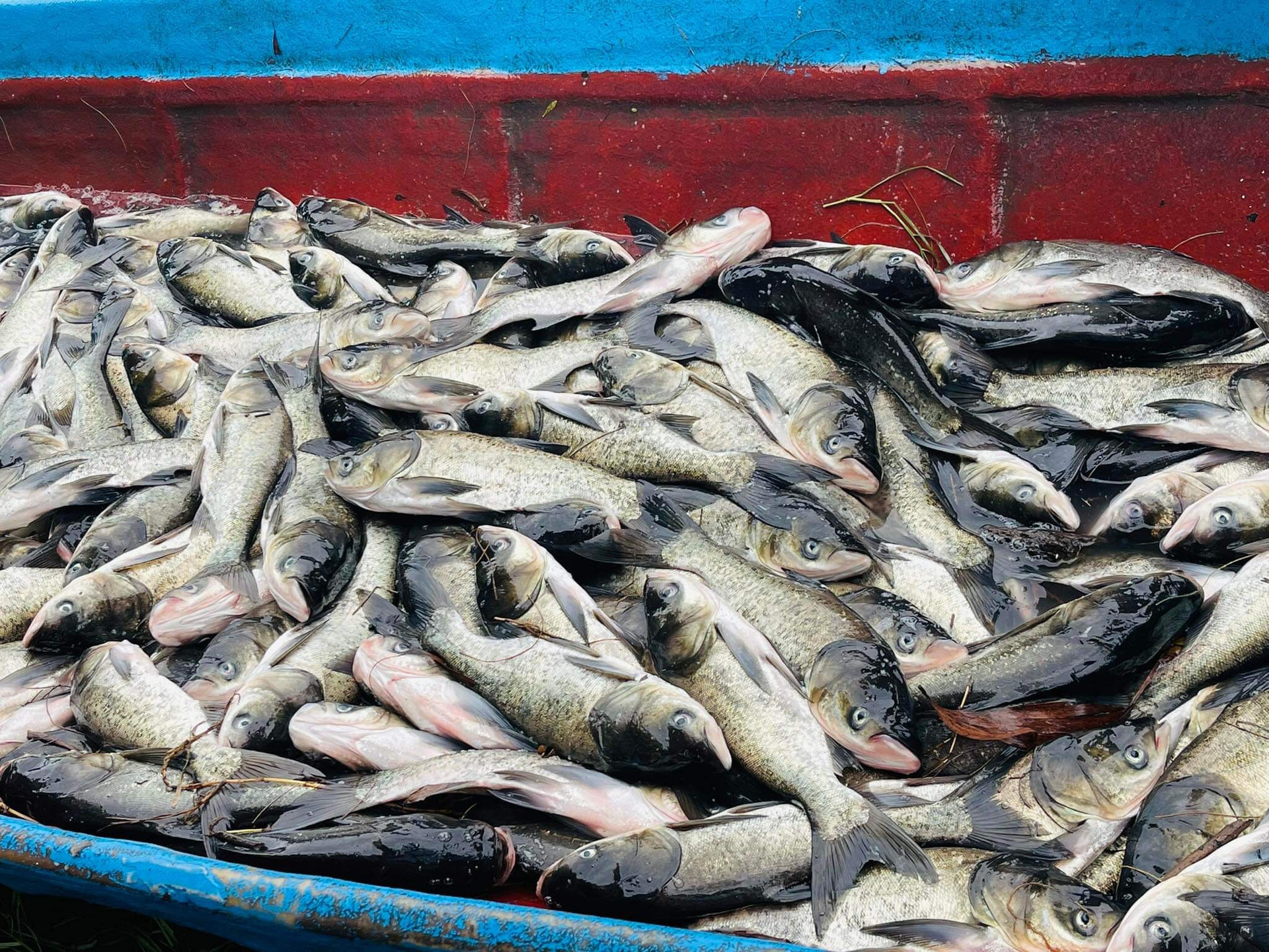 Gần 10 tấn cá nuôi ở khu vực hồ sinh thái đầm An Trung bị chết.