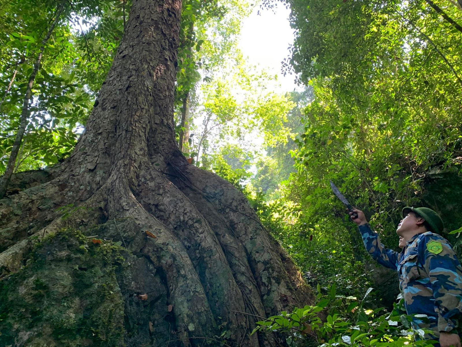 Rừng Nghiến cổ thụ bạt ngàn, nhiều cây có tuổi đời hàng nghìn năm, đường kính 4-5m, thuộc khu sinh thái Na Hang- Lâm Bình luôn được bảo vệ nghiêm ngặt...