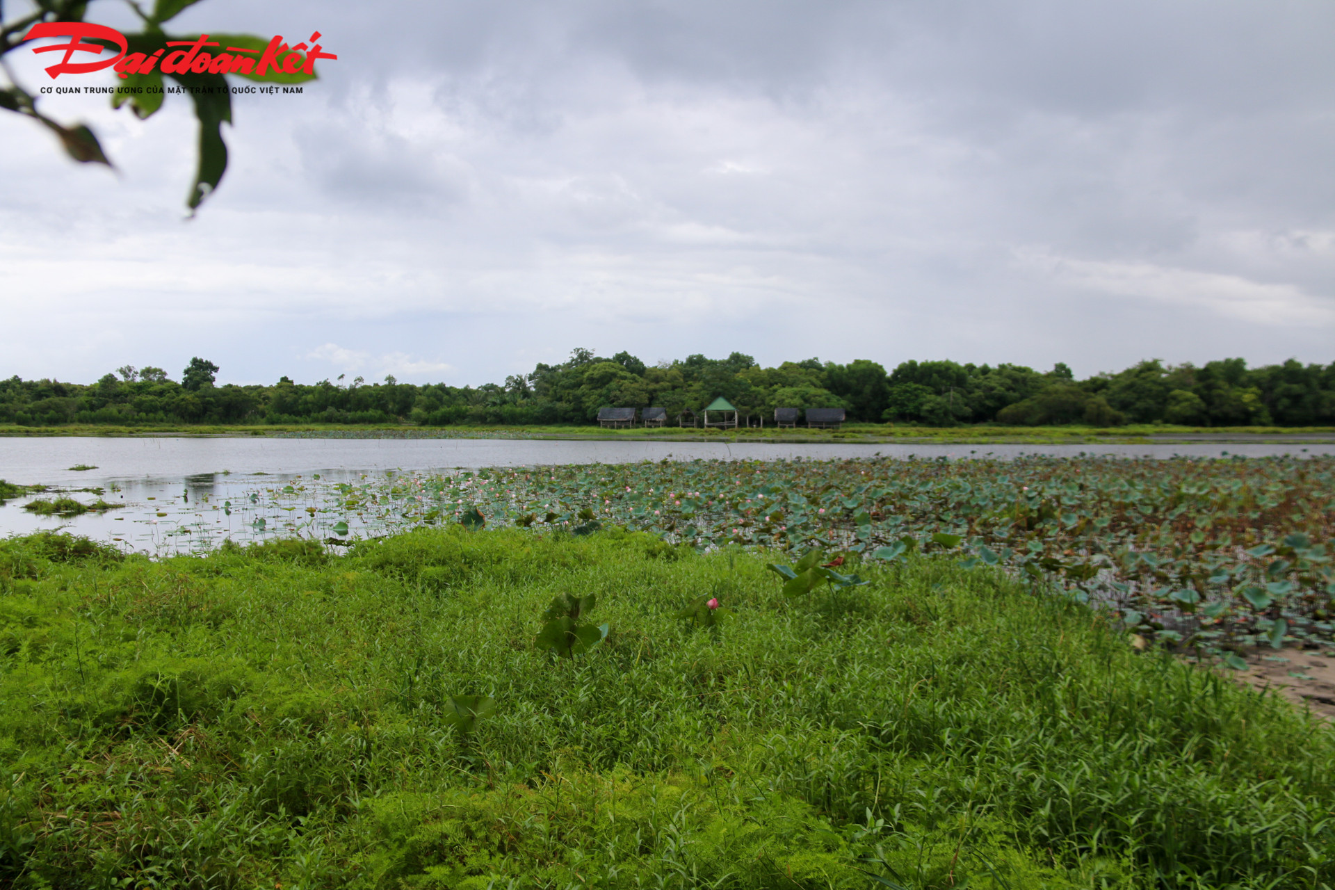 Trằm Trà Lộc là một khu rừng tự nhiên rộng lớn còn lại ở huyện Hải Lăng.