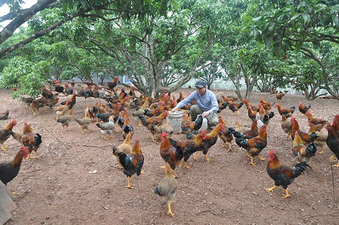 làm giàu từ nuôi gà đồi Yên Thế. Ảnh: nong nghiep.vn