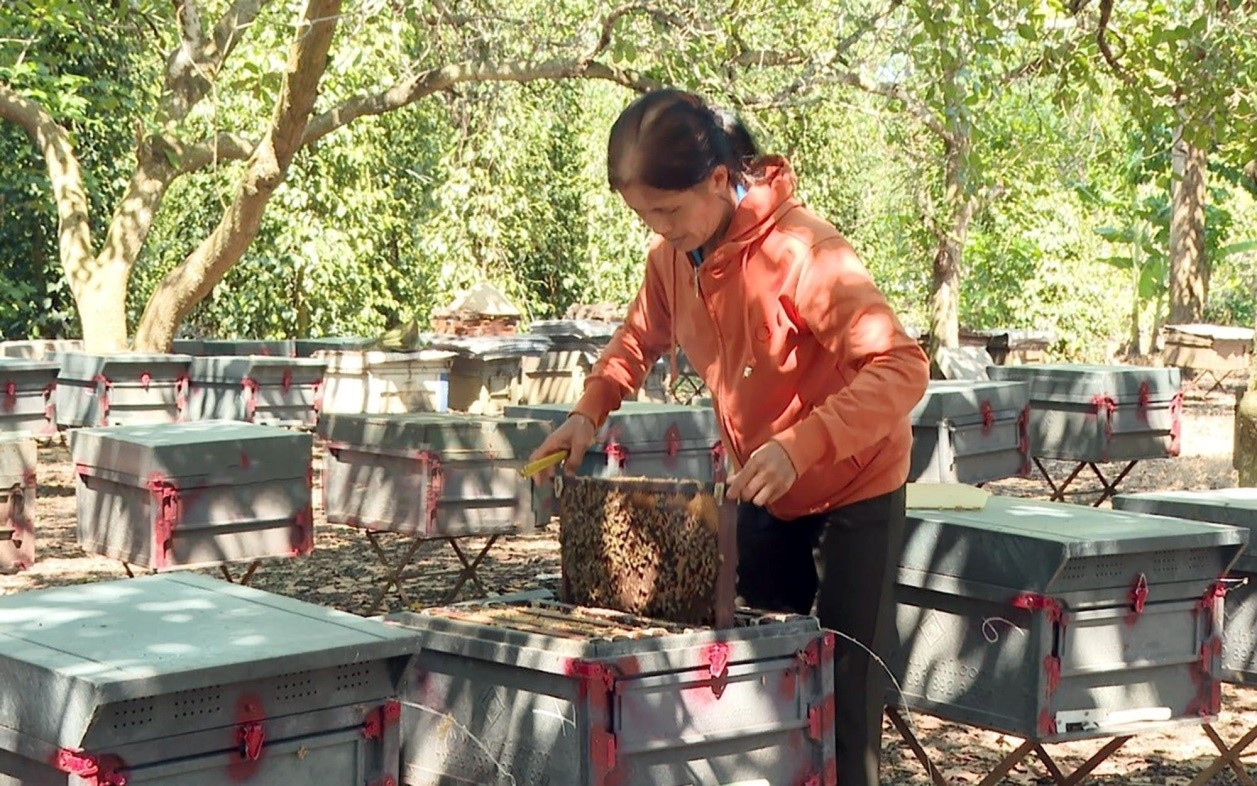 Bà Hoàng Thị Khôi ở ấp Sóc Nê, xã Tân Tiến, huyện Bù Đốp chăm sóc đàn ong mật của gia đình. Ảnh: baodantoc.vn
