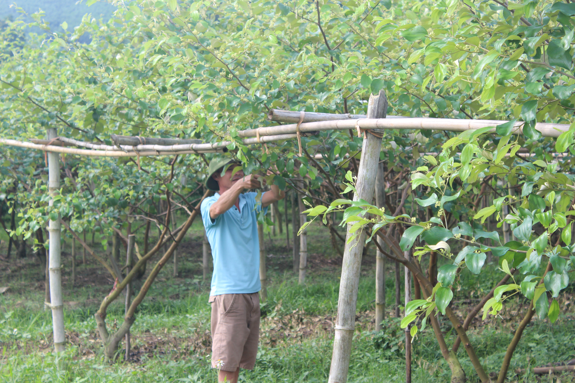 Anh Bùi Văn Hòa đang chăm sóc vườn táo của gia đình. Ảnh: Thu Trang