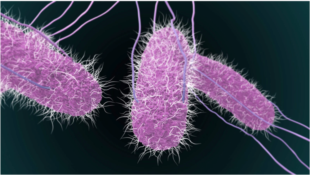 Vi khuẩn Salmonella spp có trong phân của hai trẻ bị ngộ độc thực phẩm sau tiệc trung thu.