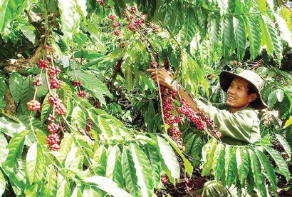 Thiếu đất canh tác nhiều hộ dân Đắk Nông lựa chọn hình thức xen canh tại rẫy cà phê để đa dạng hóa cây trồng. Ảnh: snnptnt.daknong.gov.vn