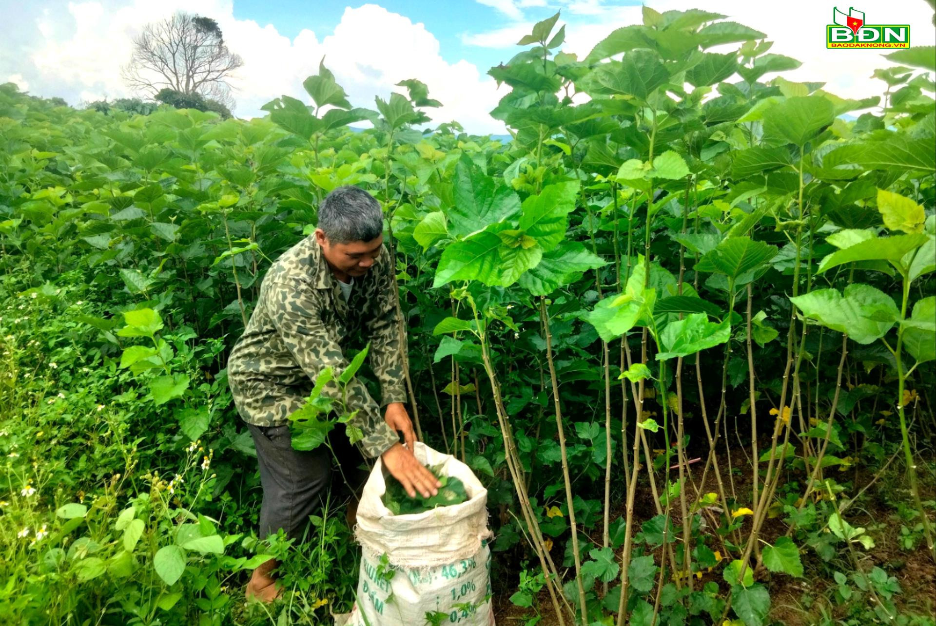 Được hỗ trợ đất sản xuất, đồng bào DTTS xã Quảng Hòa (Đắk Glong - Đắk Nông) trồng dâu, nuôi tằm mang lại hiệu quả kinh tế cao. Ảnh: baodacnong.vn