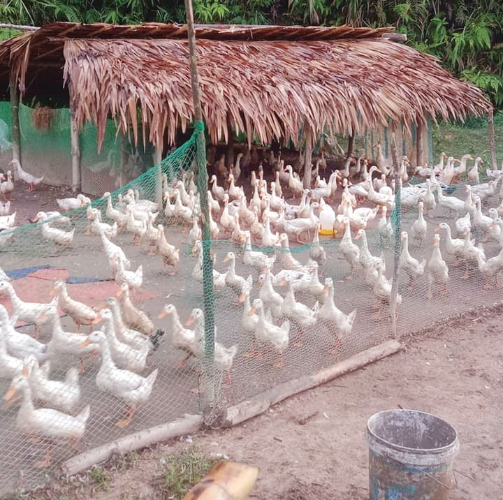 Mô hình vịt siêu đẻ ở bản Na Hốc, xã Nậm Nhóng, huyện Quế Phong với gần 300 con vịt đẻ, mỗi ngày cho thu hoạch từ 180 -200 quả trứng. Trứng bảo đảm sạch, an toàn.