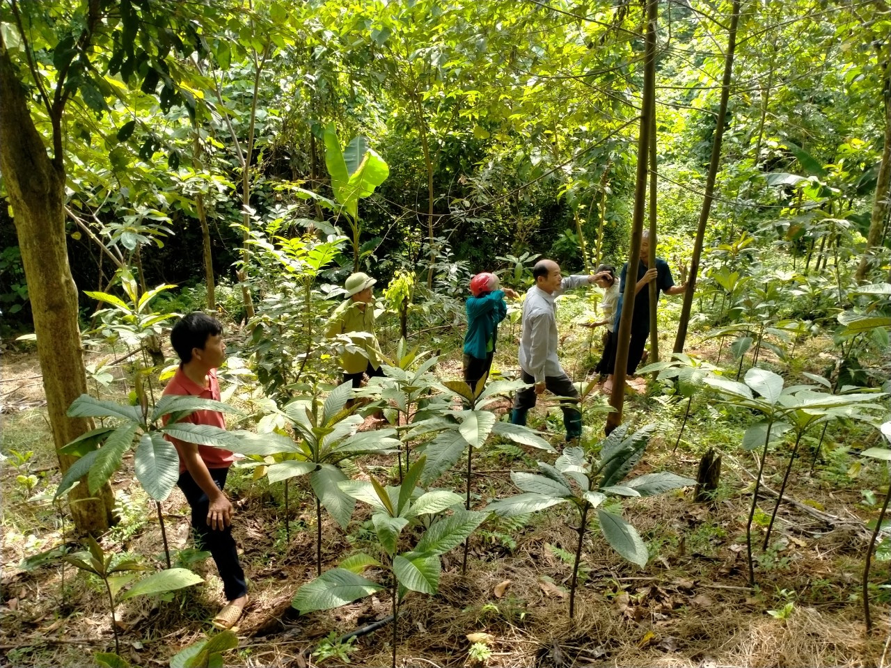Các học viên tham quan mô hình trồng khôi nhung tía tại mô hình hộ ông Dương Văn Chấn tại thôn Nà Khâu, xã Đồng Phúc, huyện Ba Bể.