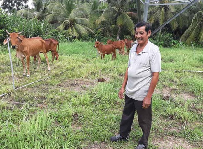 Người dân tận dụng nguồn vốn vay ưu đãi để chăn nuôi bò đã giúp anh có thu nhập khá cao. Ảnh: vinhlong.gov.vn