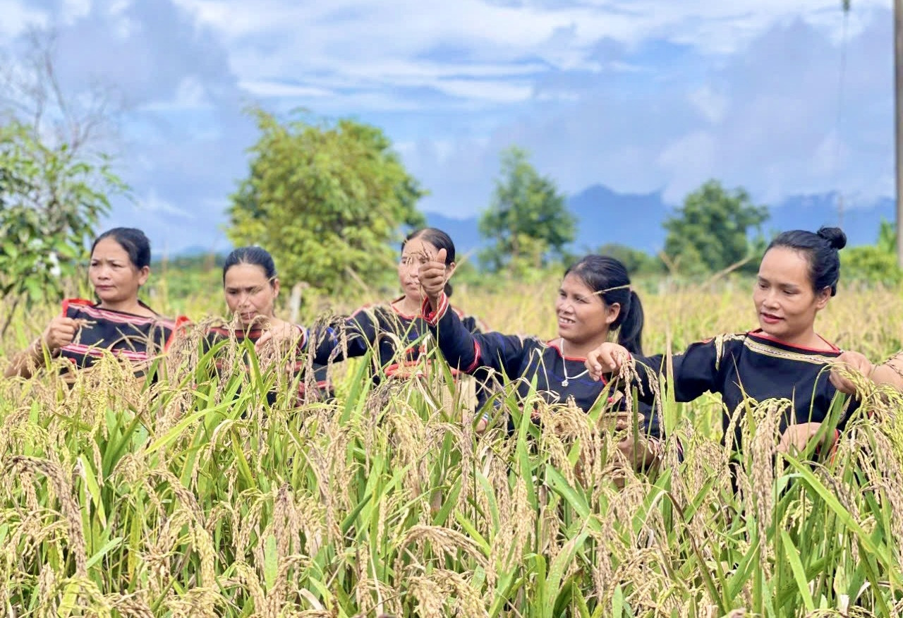 hu hoạch lúa rẫy của người Gia Rai là một trong những hoạt động trải nghiệm tại “Làng văn hóa du lịch Gia Rai, xã Ia Mơ Nông”, huyện Chư Păh.