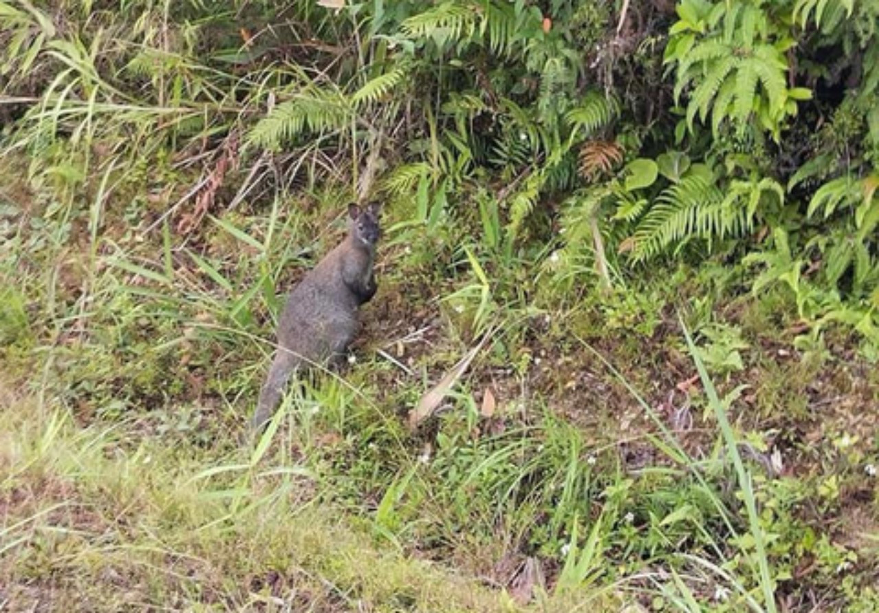 Một con chuột túi được người dân phát hiện ở xã Đức Long, huyện Thạch An, tỉnh Cao Bằng. Ảnh IT