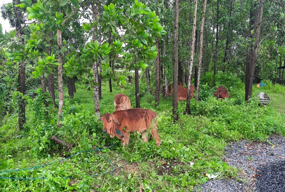 Chính quyền địa phương vẫn đang hỗ trợ người dân tìm kiếm số bò bị cuốn trôi còn lại. Ảnh: CTV.