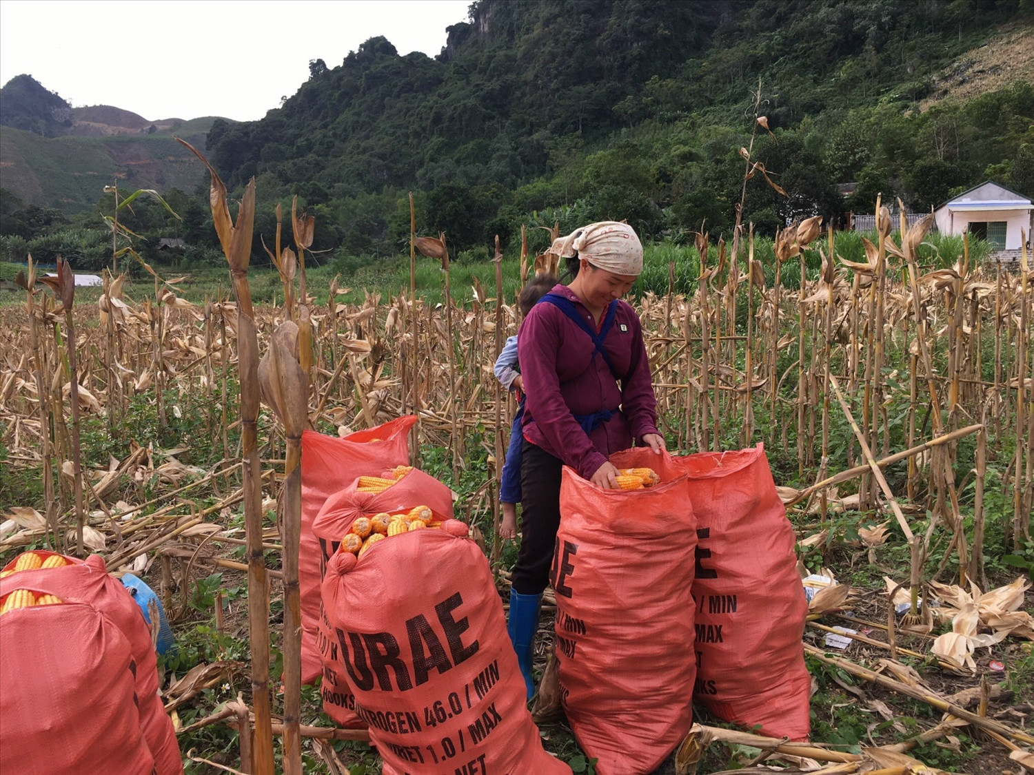 Người dân xóm Khe Mong, Văn Lăng (Đồng Hỷ) thu hoạch ngô