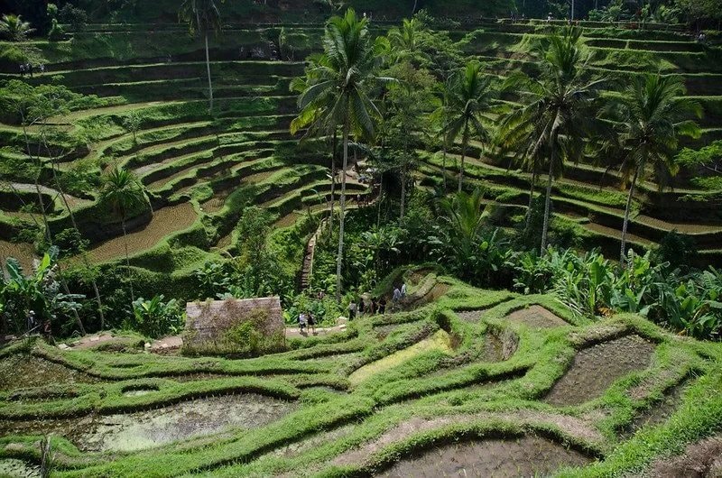 how-to-avoid-mosquitos-in-bali-in-rice-paddies-by-dom-crossley-flickr-40412856415-att-req.jpg