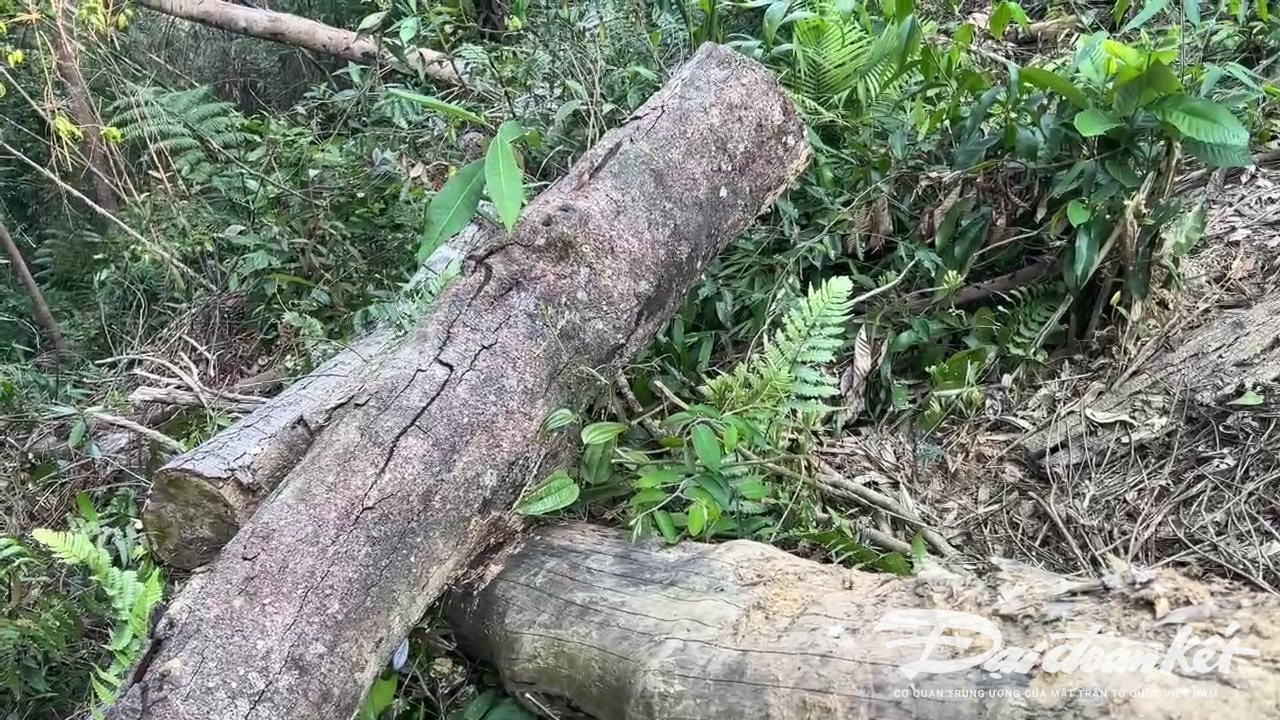 Quảng Nam: Yêu cầu khẩn trương điều tra vụ phá rừng trái phép để thi công thủy điện