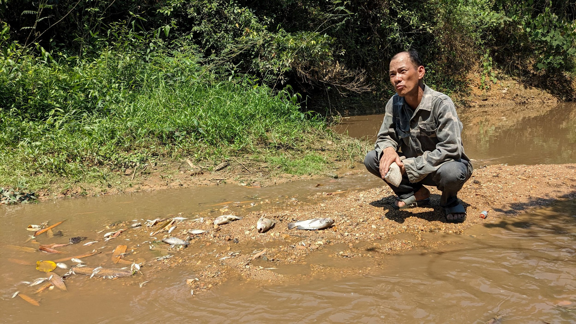 Quảng Trị: Cá tự nhiên ở khe Rào Trường bị chết hàng loạt