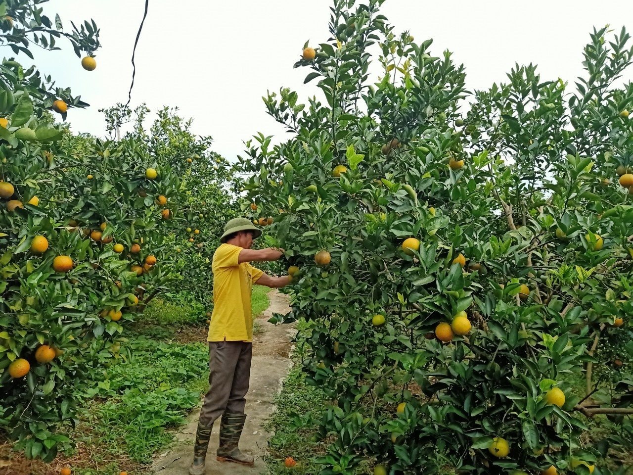 cam-cao-phong.jpg