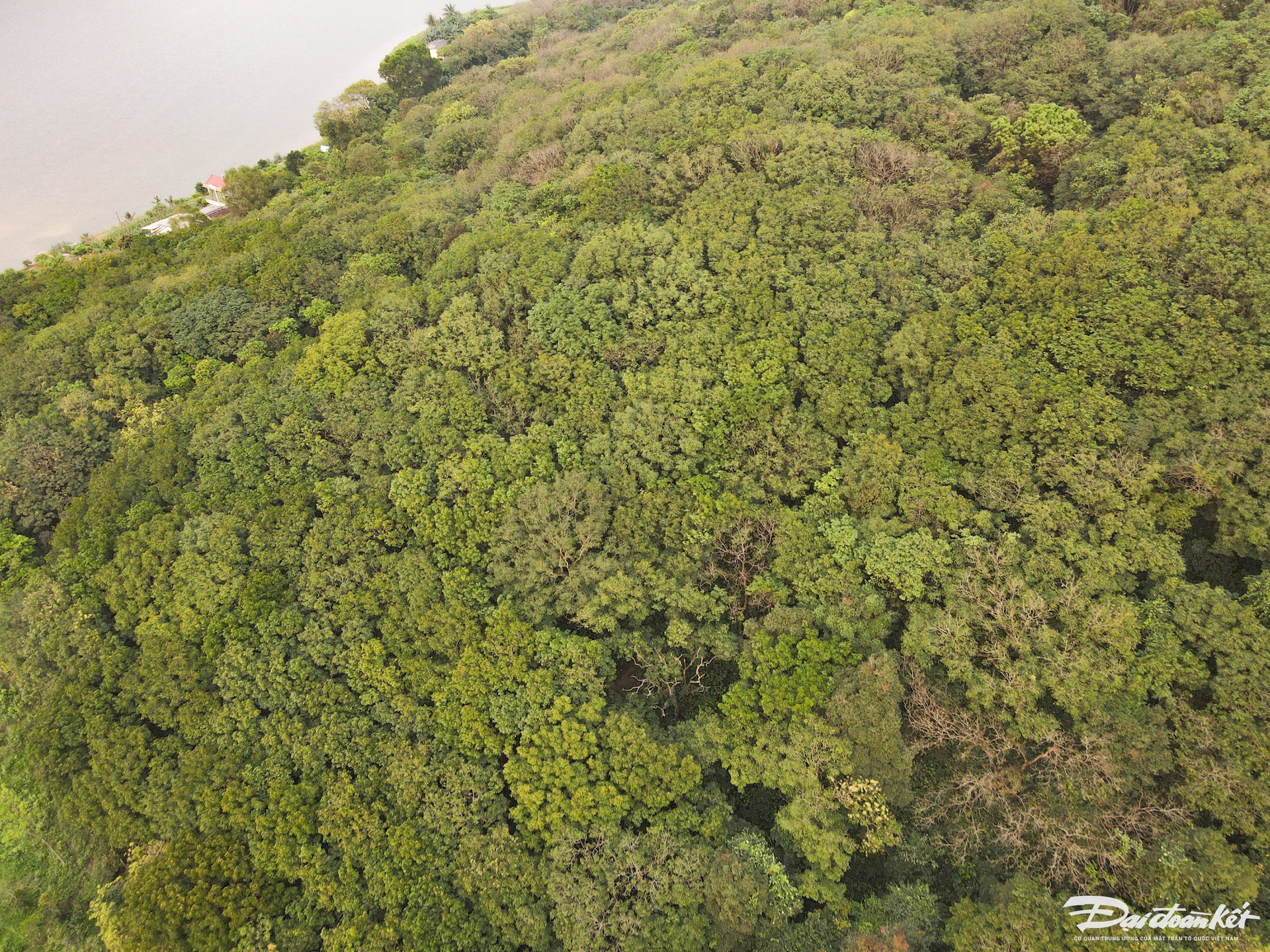 Với diện tích rộng 520 ha, rừng sến Tam Quy được xem là khu bảo tồn loài sến mật duy nhất ở Việt Nam và lớn nhất Đông Nam Á. Ảnh: Đình Minh