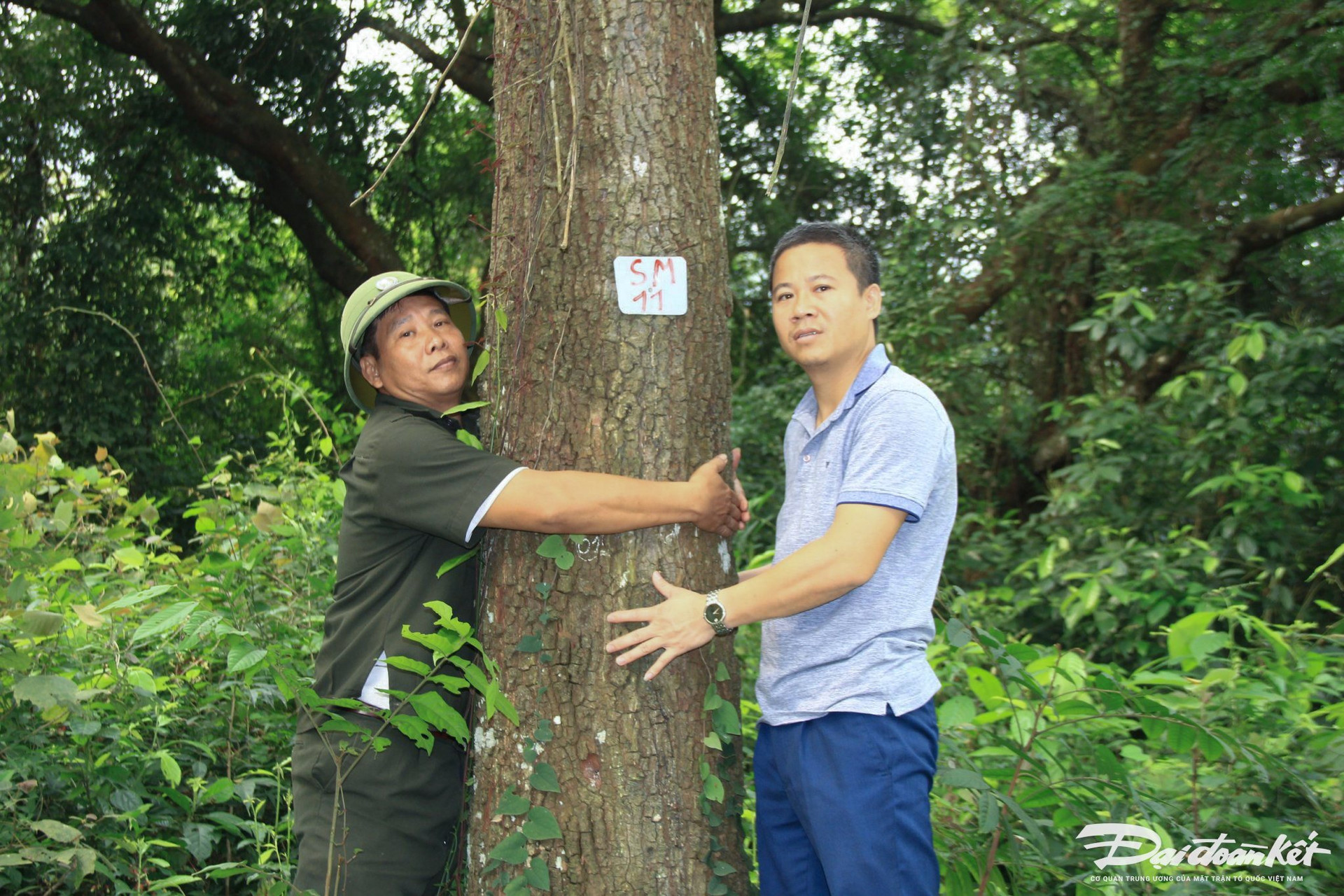 Theo ông Đắc, cây sến mật lớn nhất ở Tam Quy có tuổi đời gần 100 năm, đường kính khoảng 70 cm, một người lớn ôm không xuể.Ảnh: Đình Minh