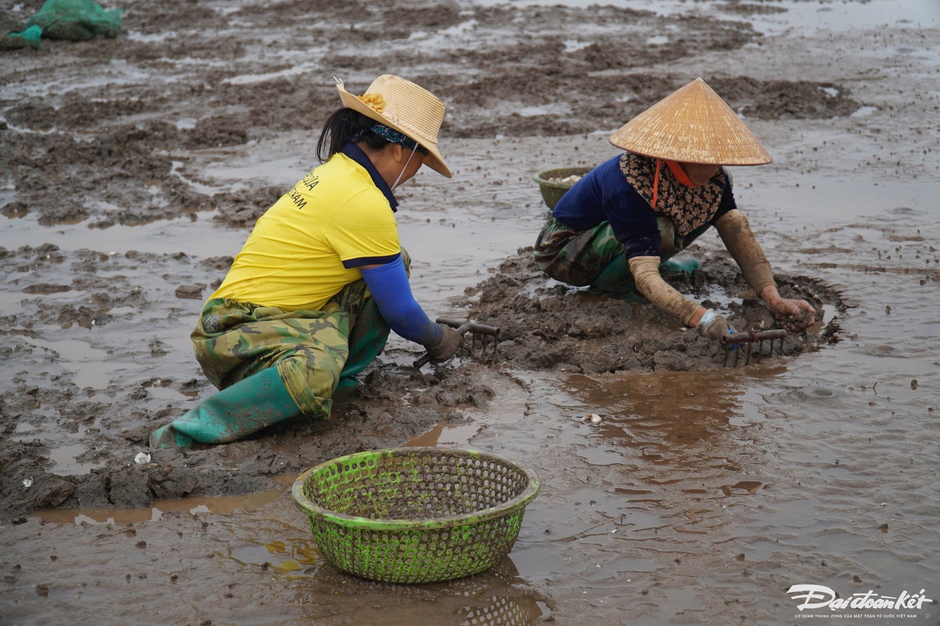 Cô Nguyễn Thị Lộc (53 tuổi, trú thôn Thắng Lộc, xã Ngư Lộc) cho biết: Gia đình cô nuôi ngao từ 10 năm trước, hiện bãi ngao của gia đình rộng khoảng 1ha, mỗi vụ, có thể thu về từ 100 - 300 triệu đồng tiền lãi. Ảnh: Đình Minh