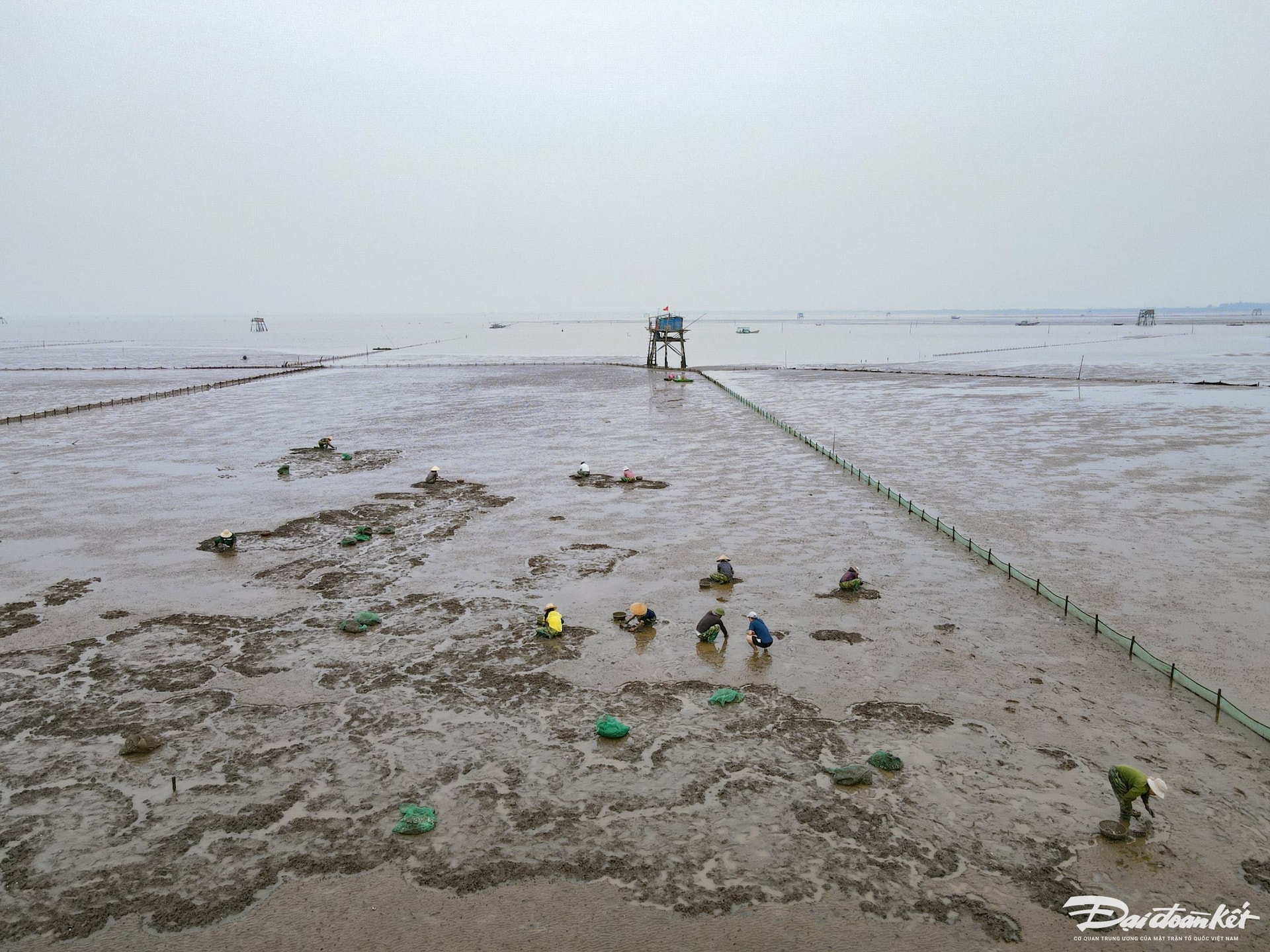 5h sáng, mặt trời ló rạng trên vùng biển ở đảo Nẹ. Khi thủy triều rút đi, để lộ ra các bãi ngao rộng hàng trăm ha của các người dân ở huyện Hậu Lộc, Nga Sơn, Hoằng Hóa. Để thu hoạch ngao dưới lớp bùn lầy, chủ bãi thuê người lao động đi cào ngao từ rạng sáng. Ảnh: Đình Minh