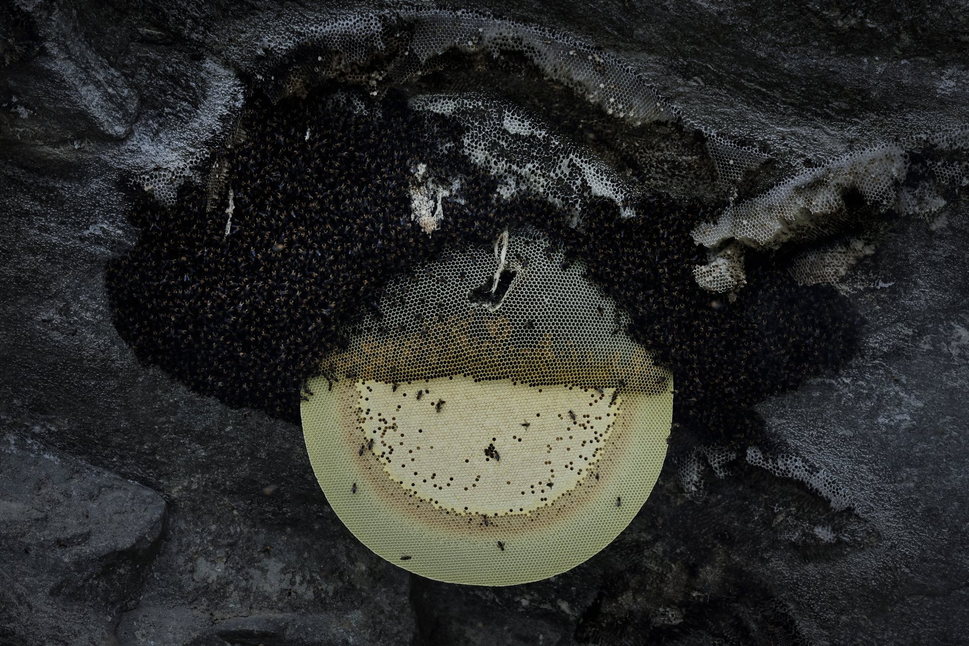 Cận cảnh một chiếc tổ ong khổng lồ trên vách đá. Nguồn: AP.
