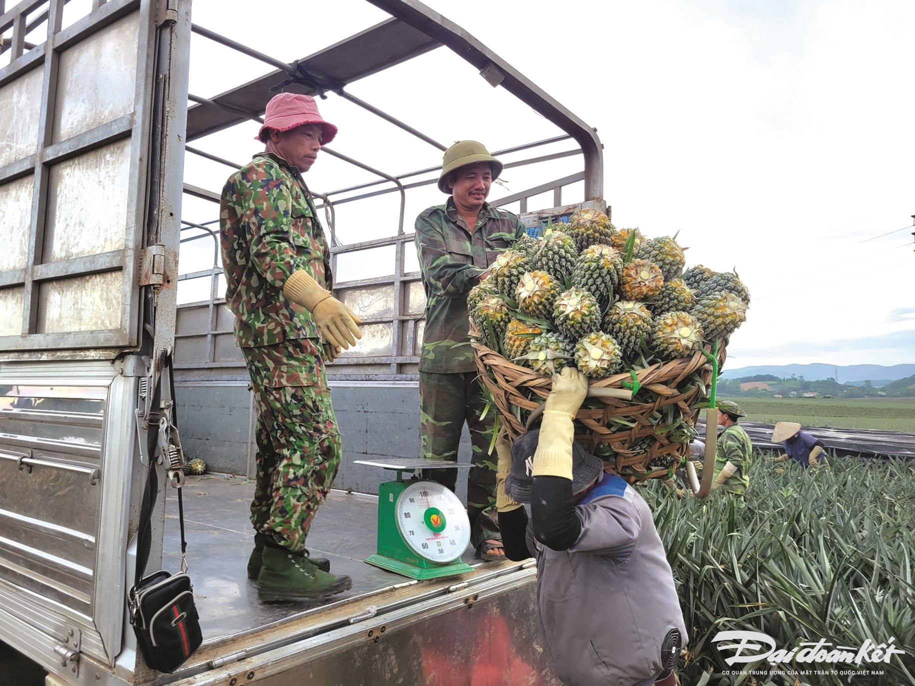 Vận chuyển dứa lên xe để bán cho thương lái.