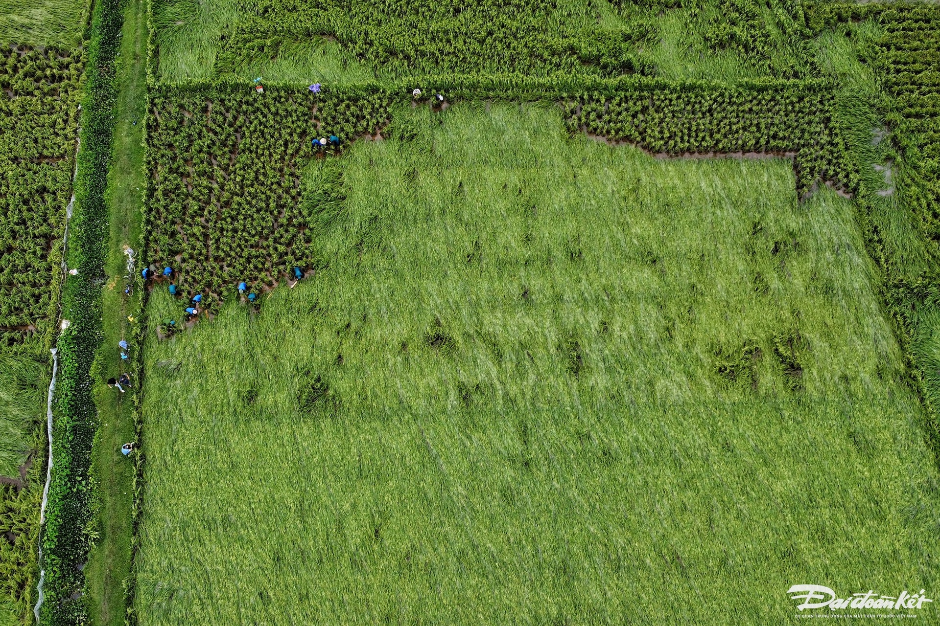 dung_lua-le-khanh1.jpg