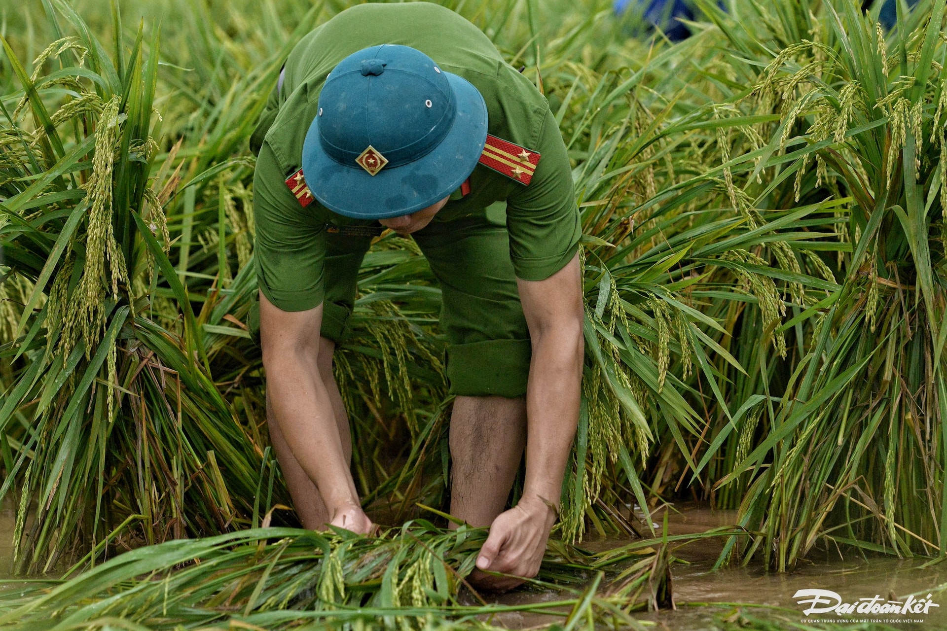 dung_lua-le-khanh12.jpg