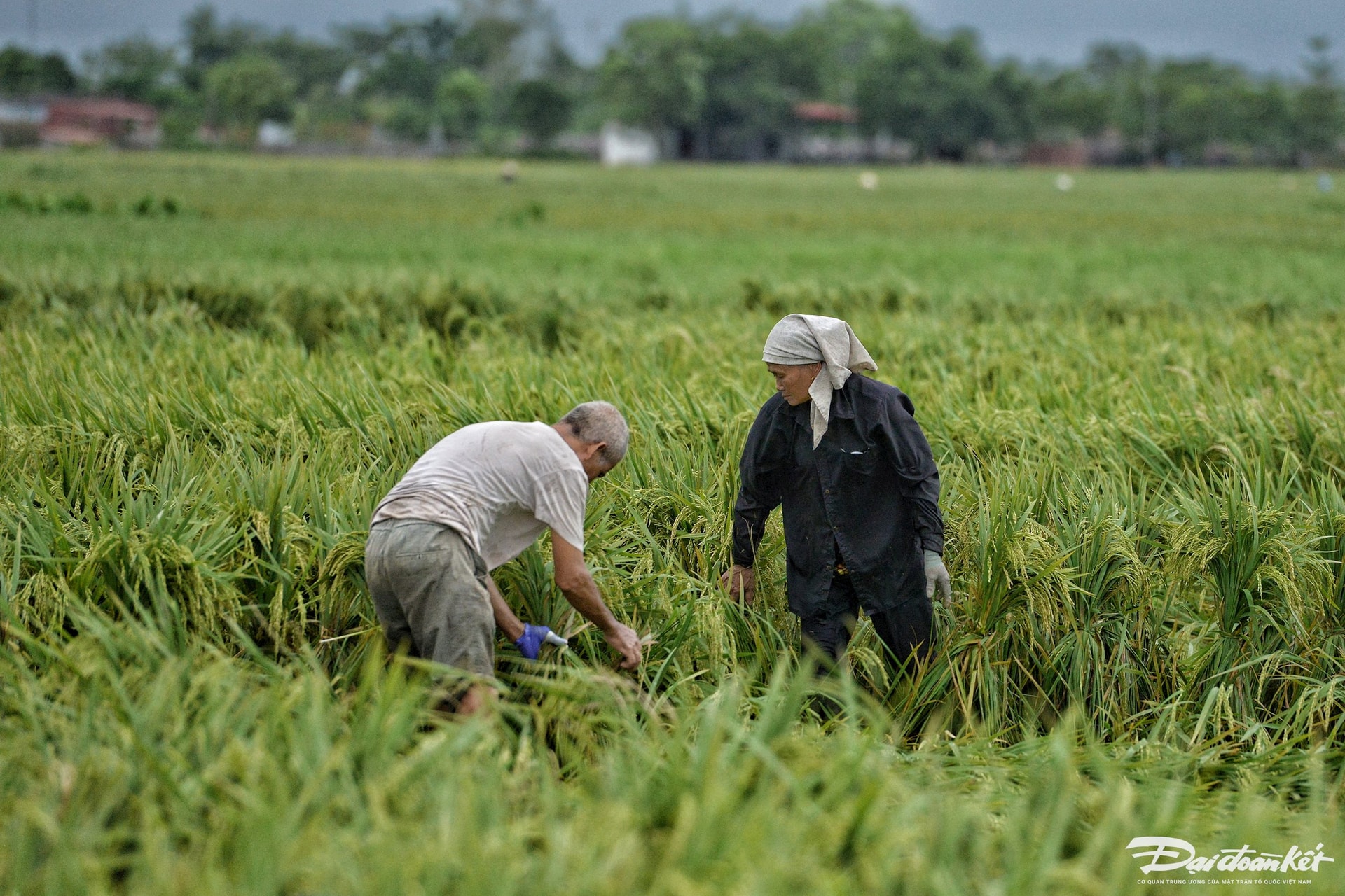 dung_lua-le-khanh14.jpg