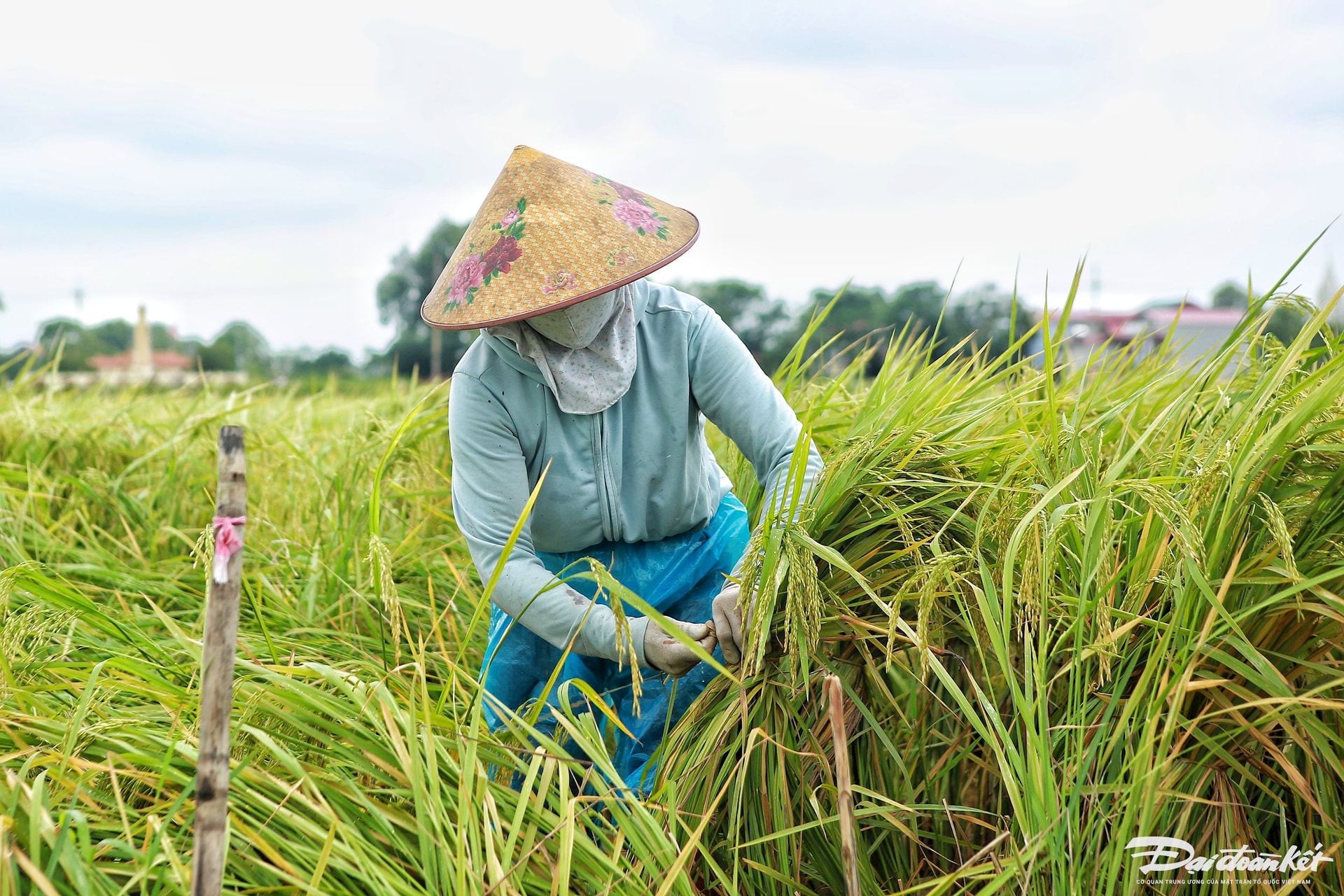 dung_lua-le-khanh4.jpg