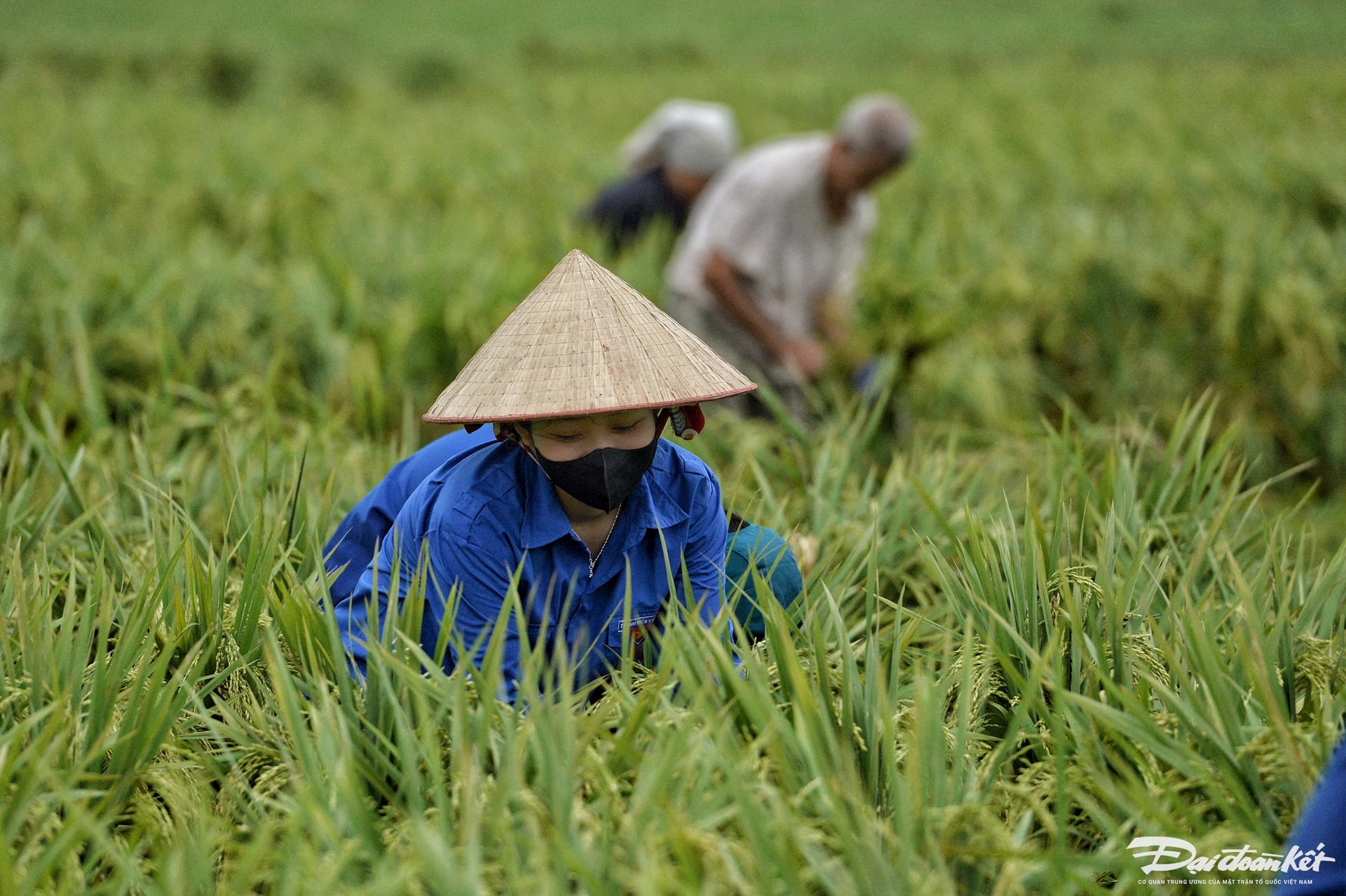 dung_lua-le-khanh9.jpg