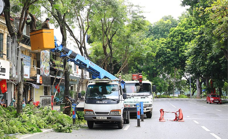 cắt tỉa cấy xanh