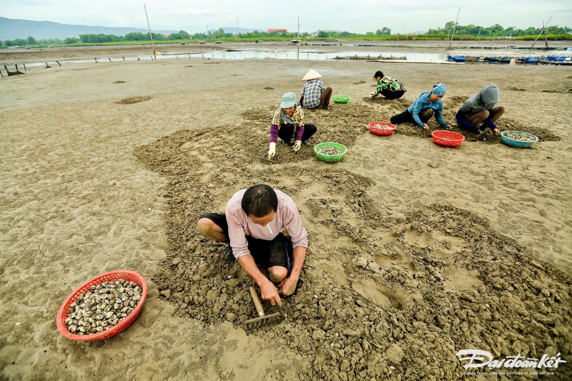 Khi trời vừa hừng sáng, thủy triều vừa rút, những người phụ nữ ở phường Hải Thanh (TX Nghi Sơn, tỉnh Thanh Hóa) lại bắt đầu đi trên bãi cát dài để cào ngao, một loài nhuyễn thể giống con trai, hến. Ảnh: Đình Minh