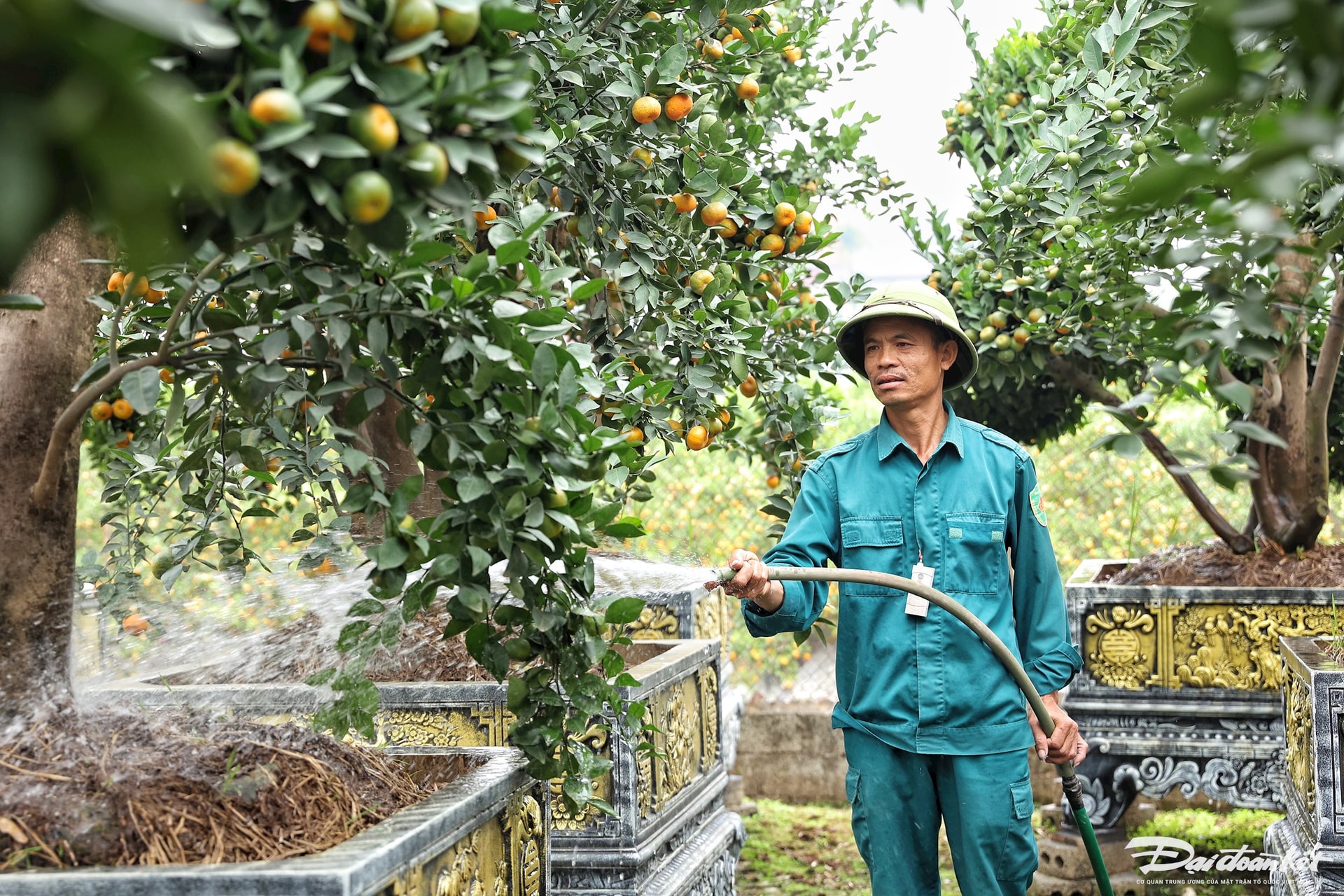 quyt_luc_binh-le-khanh19.jpg