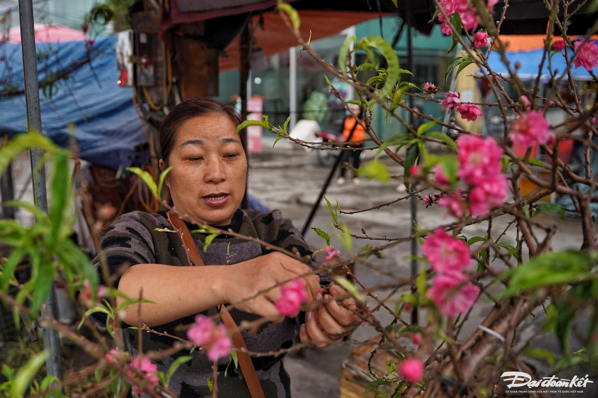 quat_dao-le-khanh2.jpg